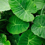 Taro Leaves