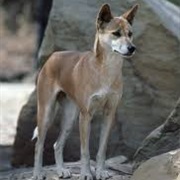 Dingo Wolf