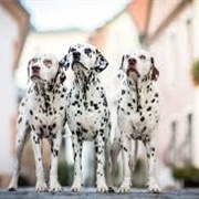 Dalmatian