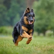 Bohemian Shepherd Dog