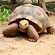 African Spurred Tortoise