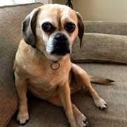 Puggle
