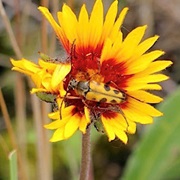 Eight-Spotted Flower Longhorn Beetle