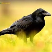 Common Raven