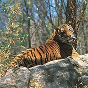 Achanakmar Amarkantak Biosphere Reserve, India