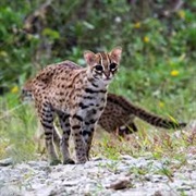 Mainland Leopard Cat