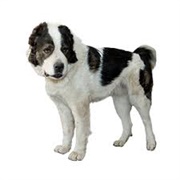 Central Asian Ovcharka