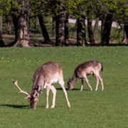 Lainzer Tiergarten, Vienna