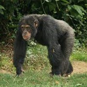 Dimonika Biosphere Reserve, Republic of Congo