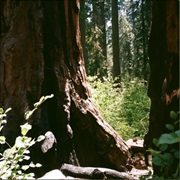 Every Word - Ivan Castro