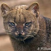 Jaguarundi Cat