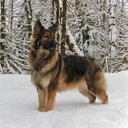 Shiloh Shepherd Dog