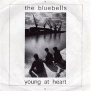 Young at Heart - The Bluebells