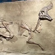 See Dinosaur Fossil