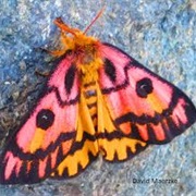Western Sheep Moth