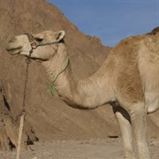 Camel