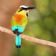 Turquoise-Browed Motmot