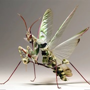 Devil's Flower Mantis