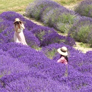 Sequim Lavender Festival, July