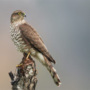 Eurasian Sparrowhawk