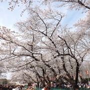 Cherry Blossoms, Ueno Park, Tokyo