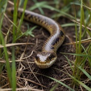 Snake in Your Garden