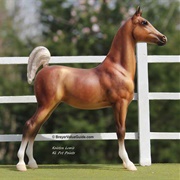 Saddlebred Weanling