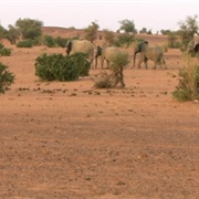 2. Deserts: Life in the Furnace