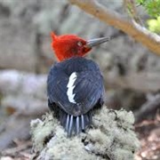 Magellanic Woodpecker