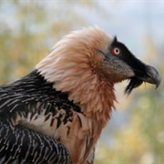 Geno Biosphere Reserve, Iran