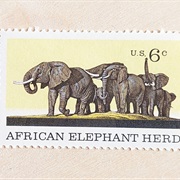 African Elephant Herd