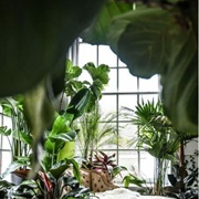 Plants