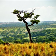 Cerrado Biosphere Reserve, Brazil