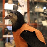 The Rook in the Red Coat