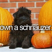 Own a Schnauzer
