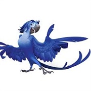 Roberto (Rio 2)