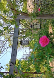 Emeralds for the King (Constance Savery)