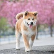 Akita