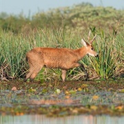 Delta Del Paraná  Biosphere Reserve, Argentina