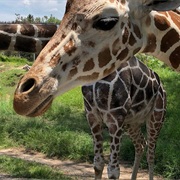 Zoológico Guadalajara