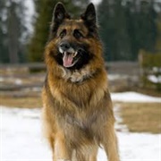 King Shepherd Dog
