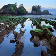 Shi Shi Beach Tide Pools (WA)