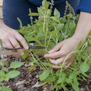 Harvest Herbs