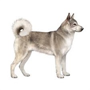 East Siberian Laika