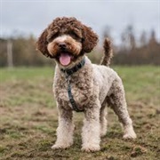 Lagotto Romagnolo