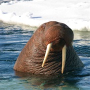 Walrus