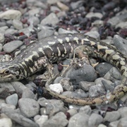 Otago Skink