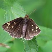Large Chequered Skipper