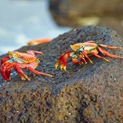Sally Lightfoot Crab