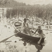 Gathering Water-Lilies (Peter Henry Emerson)